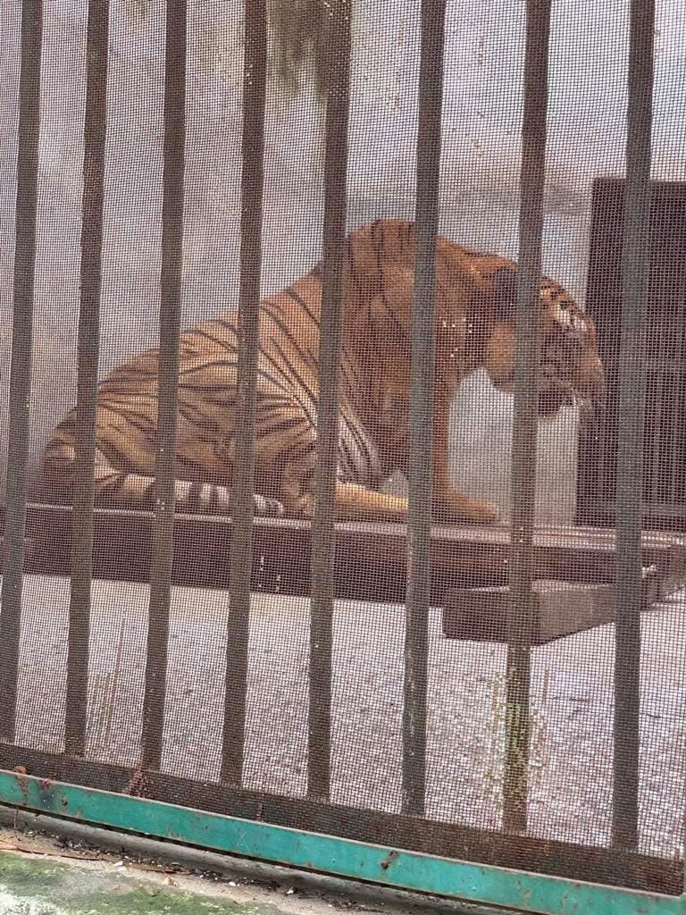 Learning About Tigers and Wildlife Conservation image 6